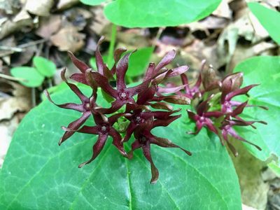Odontostephana decipiens, photographed by Justine Kandra