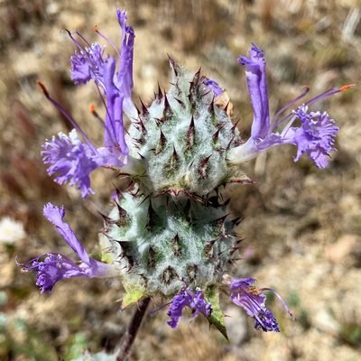 Salvia carduacea, photographed by James Fowler