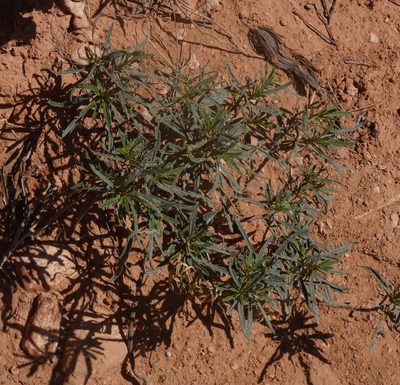 Eriodictyon angustifolium, photographed by Brian White