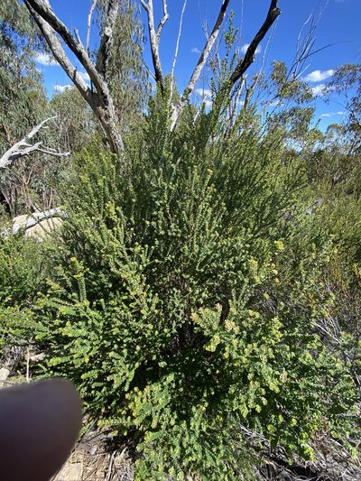 Leionema rotundifolium, photographed by Greg Tasney