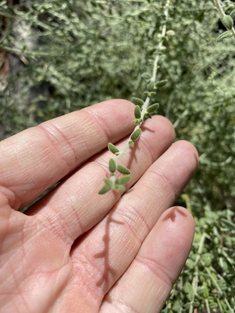 Cyphanthera albicans, photographed by Greg Tasney