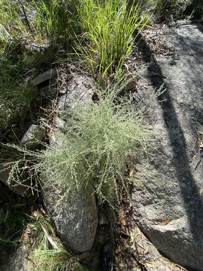 Cyphanthera albicans, photographed by Greg Tasney