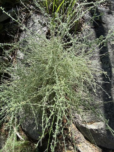 Cyphanthera albicans, photographed by Greg Tasney