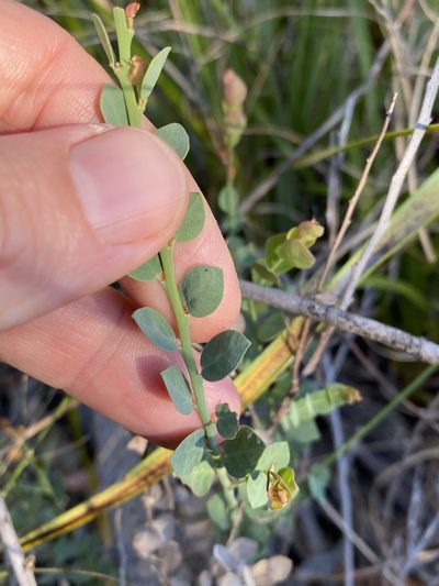Bossiaea rhombifolia, photographed by Greg Tasney