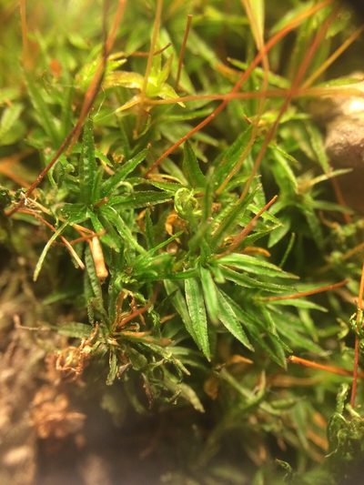 Atrichum altecristatum, photographed by Étienne Lacroix-Carignan