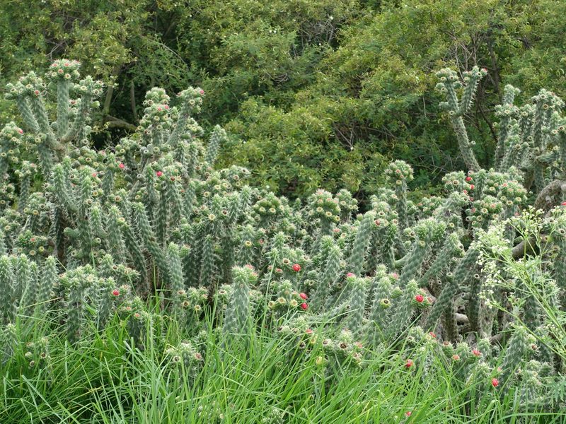Austrocylindropuntia cylindrica, photographed by David Parra Puente