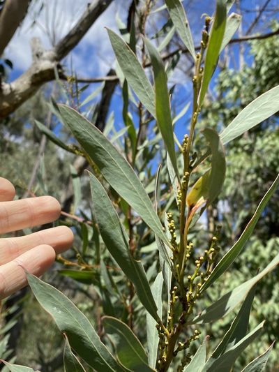 Acacia rubida, photographed by Greg Tasney