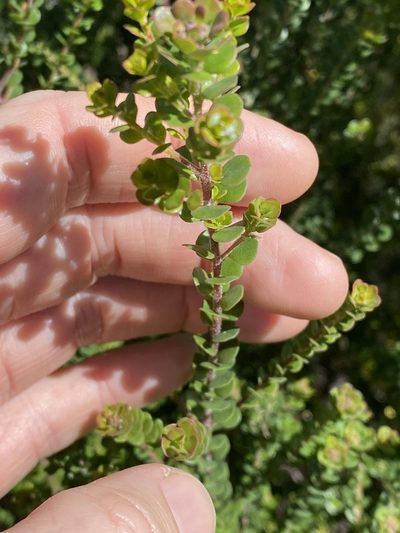 Leionema rotundifolium, photographed by Greg Tasney