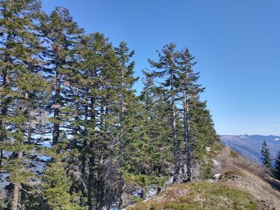 Abies procera, photographed by Drew Meyer