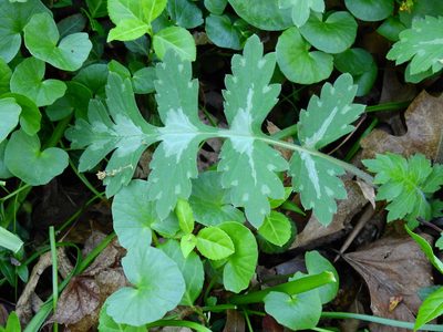 Hydrophyllum macrophyllum, photographed by Yann Kemper