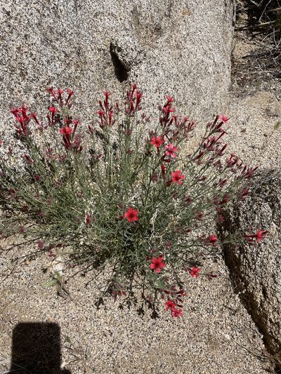 Ipomopsis tenuifolia, photographed by Jim Riley