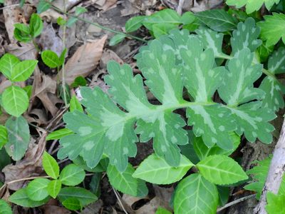 Hydrophyllum macrophyllum, photographed by Yann Kemper