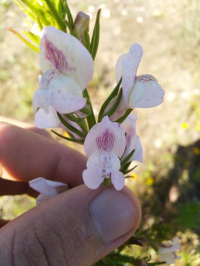 Misopates calycinum, photographed by Vicente Lopes