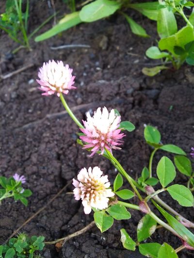 Trifolium isthmocarpum, photographed by Vicente Lopes