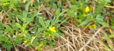 Stylosanthes hamata, photographed by ritirene