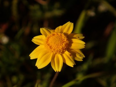 Lasthenia fremontii, photographed by Steve Woodward