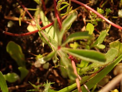 Sidalcea calycosa, photographed by Steve Woodward