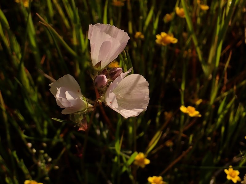 Sidalcea calycosa, photographed by Steve Woodward