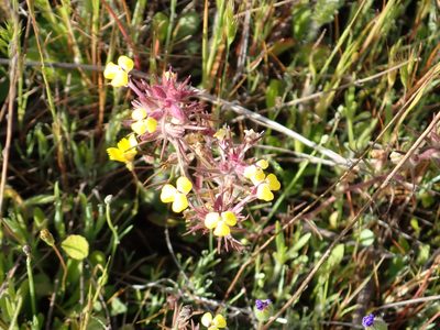 Triphysaria eriantha, photographed by Steve Woodward