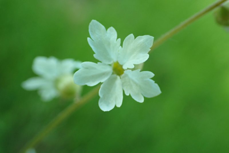 Lithophragma bolanderi, photographed by Steve Woodward