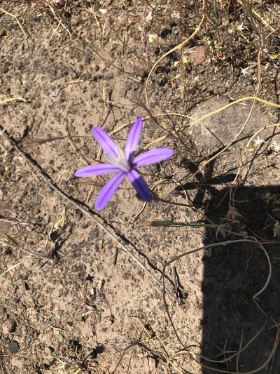 Brodiaea minor, photographed by Heather
