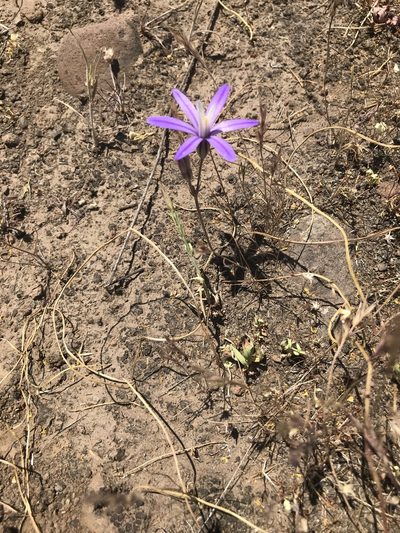 Brodiaea minor, photographed by Heather