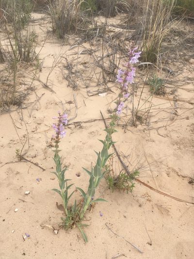 Penstemon buckleyi, photographed by pynklynx