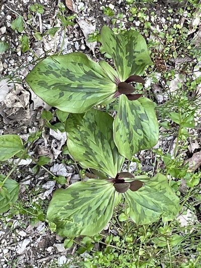 Trillium viride, photographed by Stephanie Dolrenry