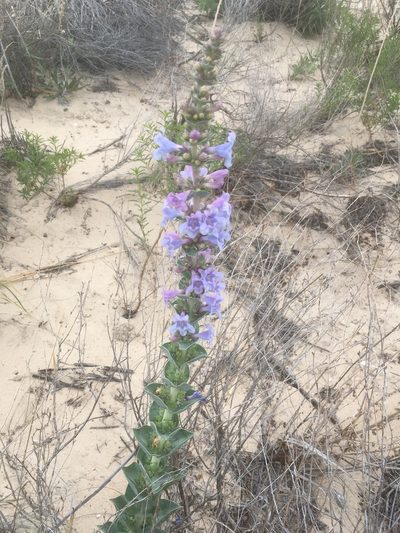 Penstemon buckleyi, photographed by pynklynx