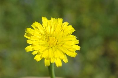Agoseris grandiflora, photographed by Steve Woodward