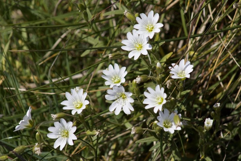 Cerastium viride, photographed by Arvel Hernandez