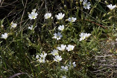 Cerastium viride, photographed by Arvel Hernandez