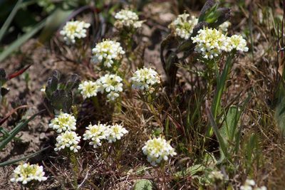 Triphysaria floribunda, photographed by Arvel Hernandez