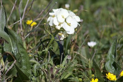 Erysimum concinnum, photographed by Arvel Hernandez