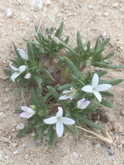 Houstonia humifusa, photographed by pynklynx