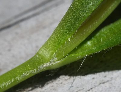 Stellaria corei, photographed by Zihao Wang