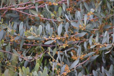 Acacia redolens, photographed by Millie Basden