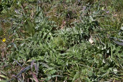 Cirsium quercetorum, photographed by Arvel Hernandez