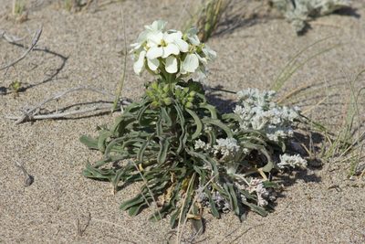 Erysimum concinnum, photographed by Arvel Hernandez