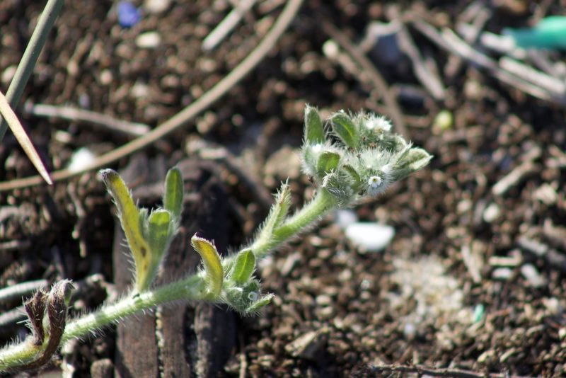 Cryptantha leiocarpa, photographed by Arvel Hernandez