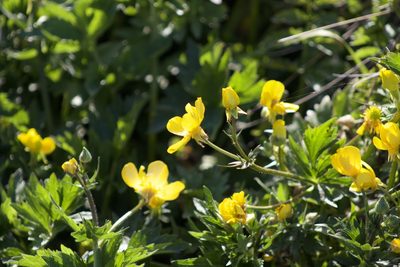 Ranunculus orthorhynchus, photographed by Arvel Hernandez