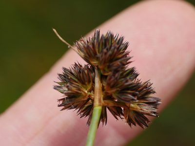 Juncus sonderianus, photographed by Bruce Calvert
