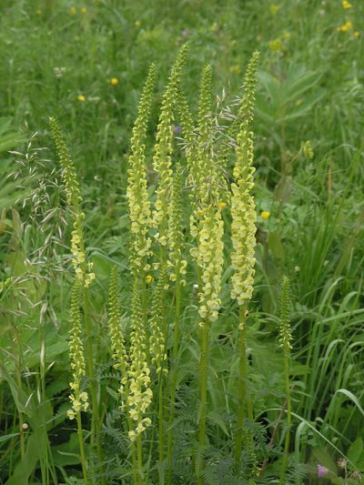 Pedicularis incarnata, photographed by Oleg Kosterin