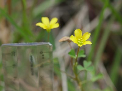 Oxalis rubens, photographed by Bruce Calvert
