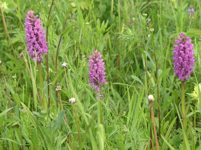 Dactylorhiza sibirica, photographed by Oleg Kosterin