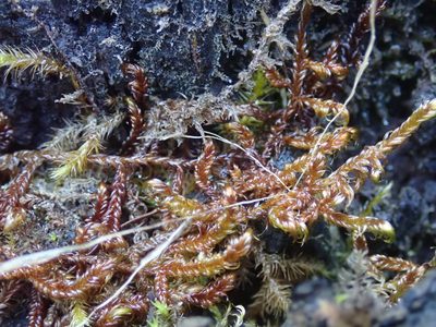 Scorpidium revolvens, photographed by Randal