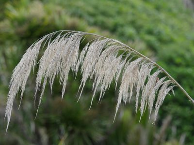 Austroderia splendens, photographed by Bruce Calvert