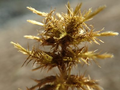 Calliergon giganteum, photographed by Randal