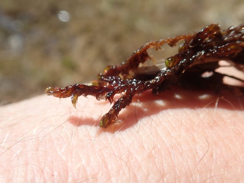 Scorpidium revolvens, photographed by Randal
