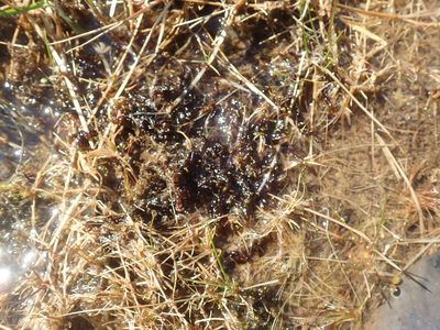 Scorpidium revolvens, photographed by Randal